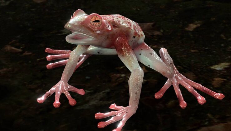 Beware Of This Frog On Your Baldur's Gate 3 Honour Mode Run