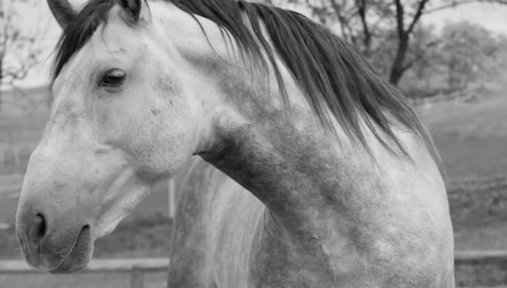 The Ban On Indie Horror Game Horses Has Helped Sales, But Not As Much As You'd Think